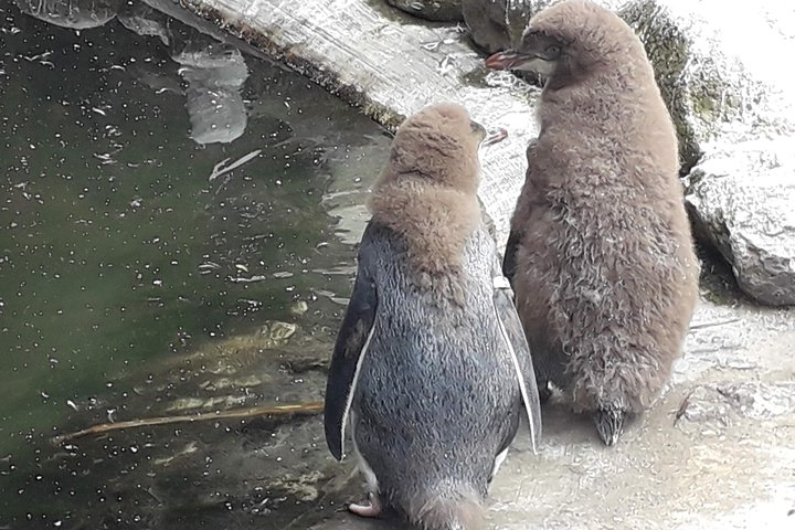 Yellow Eyed Penguin Chicks losing their fluffy feathers
